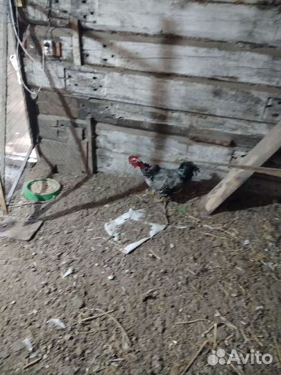 Петух голошейки