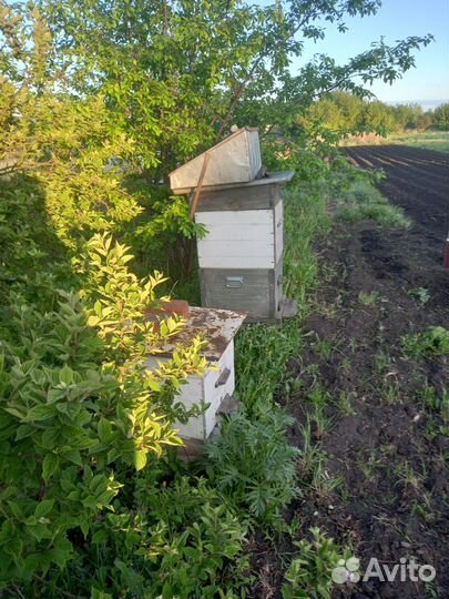 Продам ульи для пчел