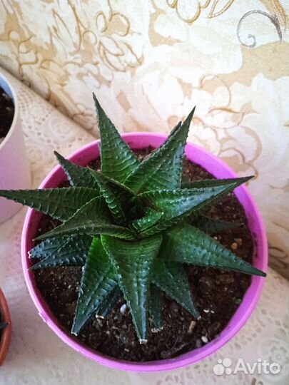 Комнатные растения, цветы