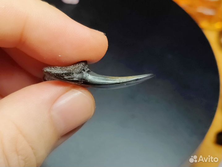 Окаменелый зуб акулы Jaekelotodus. Крупный