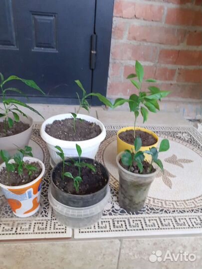 Лимоны апельсины мандарины