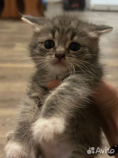 Котята в добрые руки даром мальчики и девочки