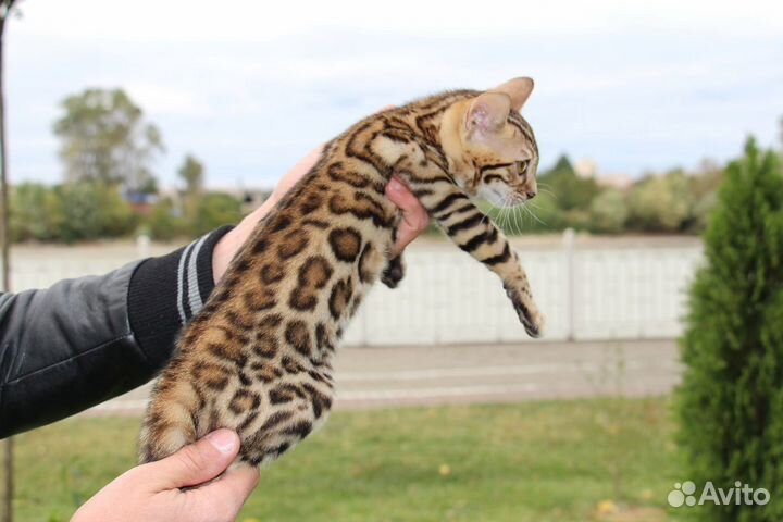 Мальчики и девочки