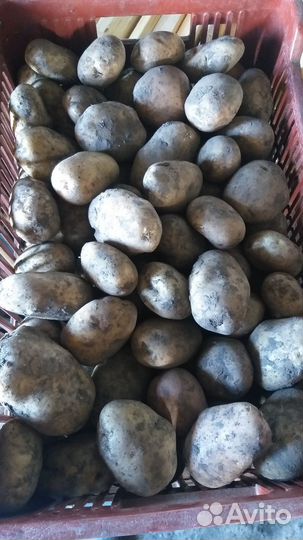 Продам картофель оптом