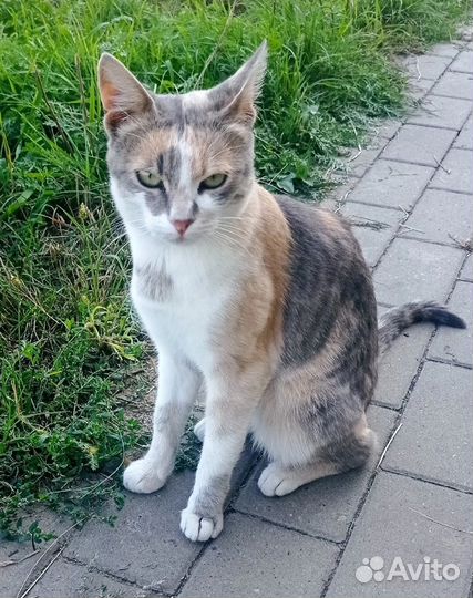 Трехцветное счастье в добрые руки