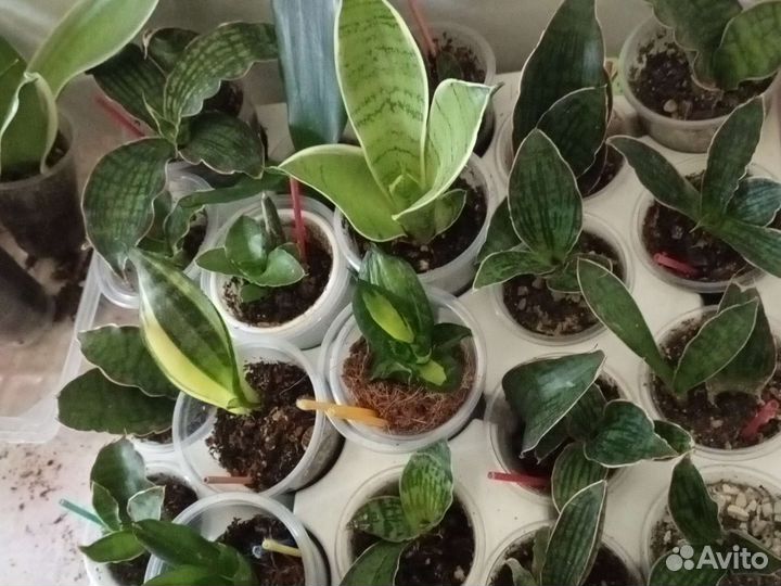 Спатифиллум Пикассо, Сансевьерии