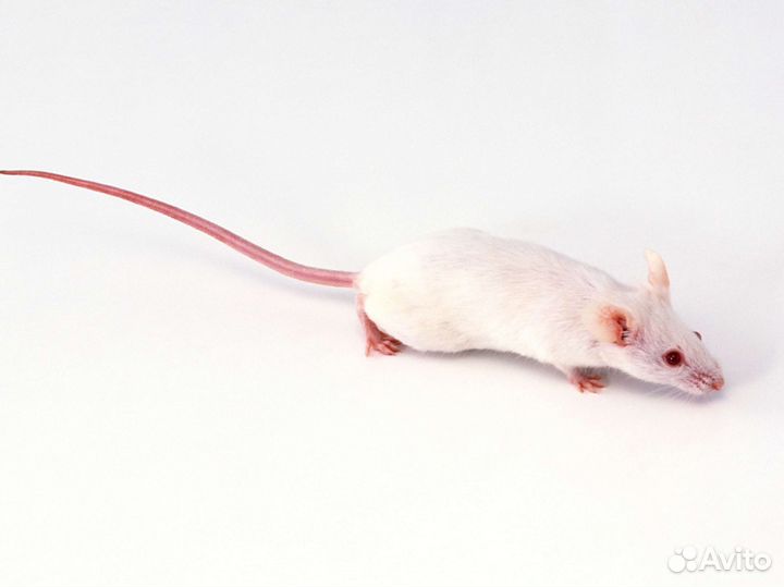 Клетка для мышей и мыши