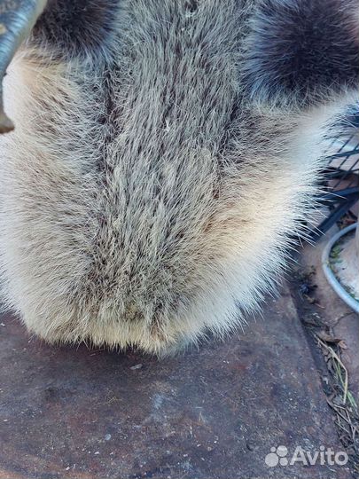 Нутрии серебро