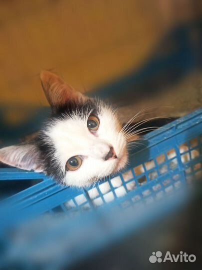 Котенок подросток