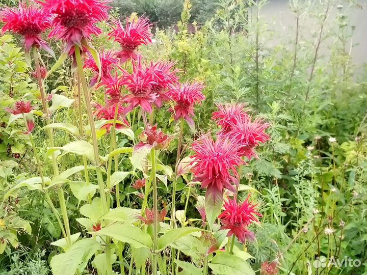 Цветы гортензия,примулы,спрашивайте