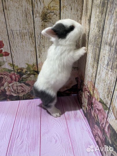 Карликовые крольчата