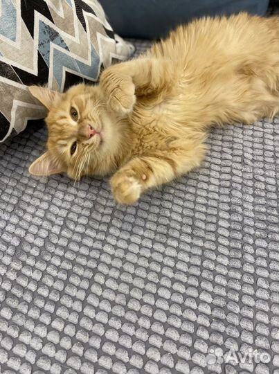 Рыжуля с прививками