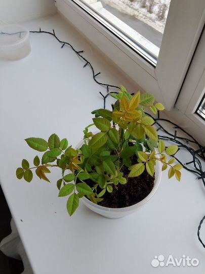 Роза комнатная Кардана