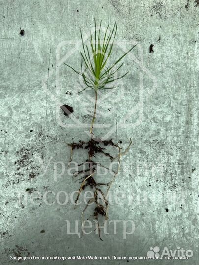 Сеянцы для лесовосстановления сосна зкс