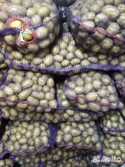 Картофель Галла