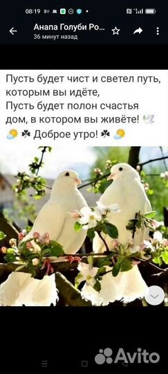 Белые голуби для свадеб и торжеств