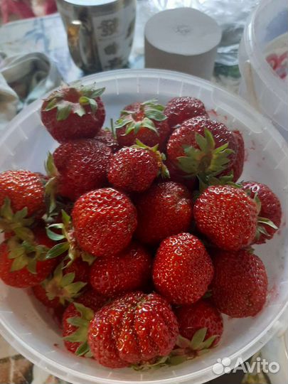 Рассада клубники