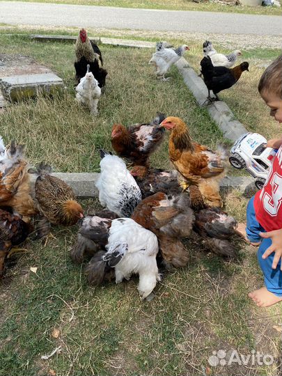 Цыплята брама