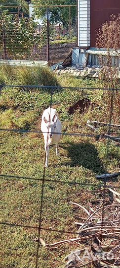 Продается коза