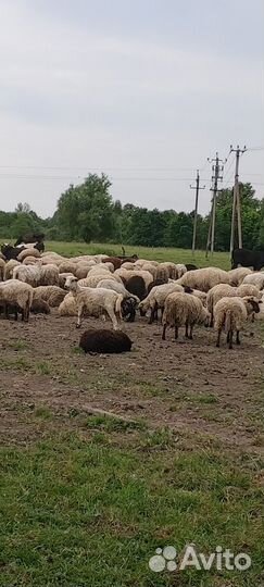 Бараны ярки козы