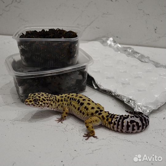 Сверчки двупятнистые