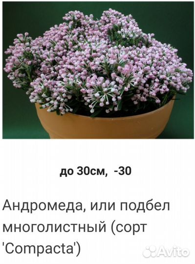 Верески и Вересковые
