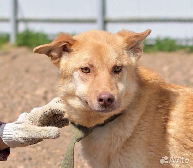 Собаки бесплатно в добрые руки