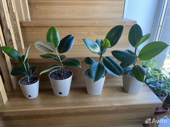 Комнатные растения