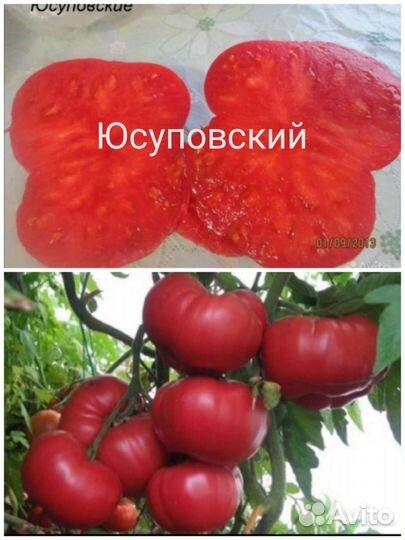 Рассада томатов