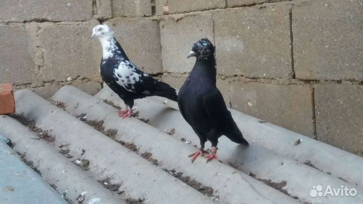 Бакинские голуби