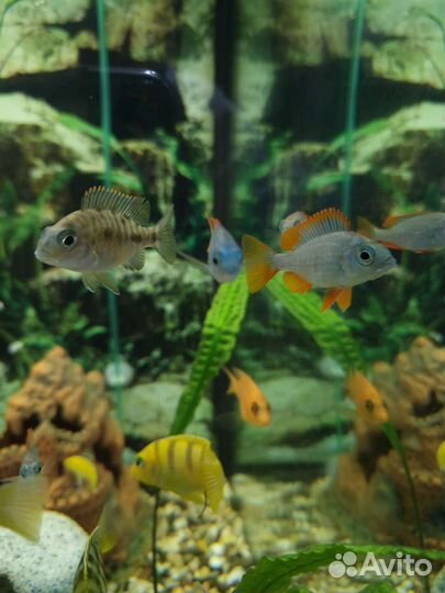 7 шт осталось Отличный Копадихромис Каданго