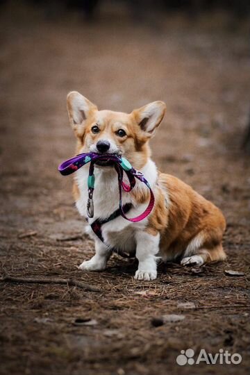 Дрессировка собак