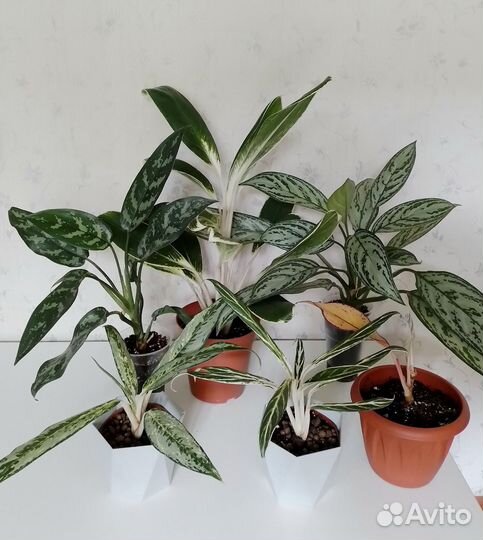 Сортовые аглаонемы