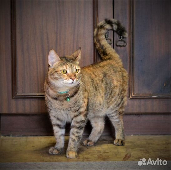 Тигровая Кошка Белуччи - умная и ласковая