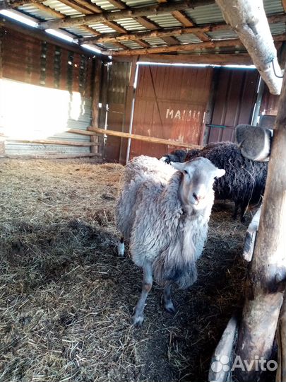 Баранчики на племя