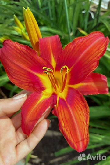 Лилейник Сэмми Рассел