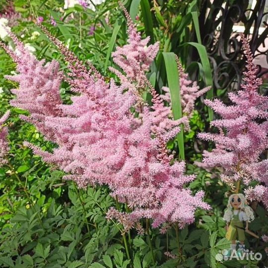 Астильба Цветы для сада