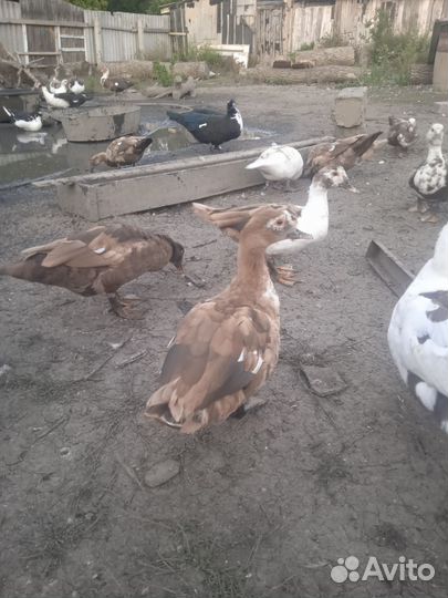 Мускусные утки