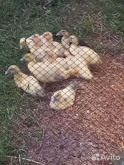 Цыплята бройлера, перепела, мускусные утята