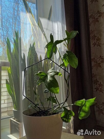 Филодендрон