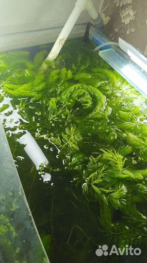 Водоросли для аквариума