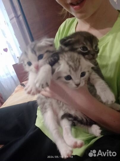 Шотландская вислоухая кошка