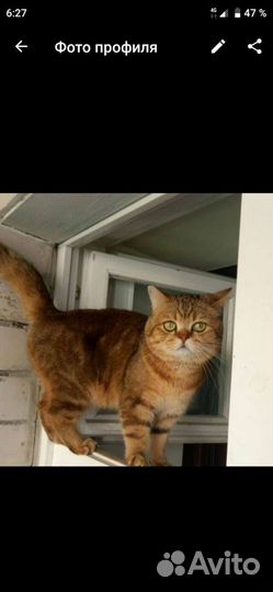 Британский кот вязка