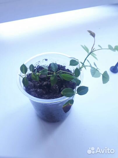 Роза комнатная домашняя