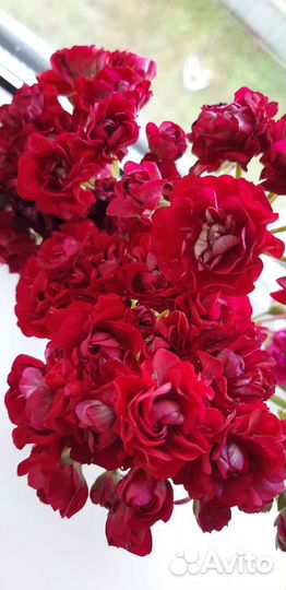 Пеларгония герань