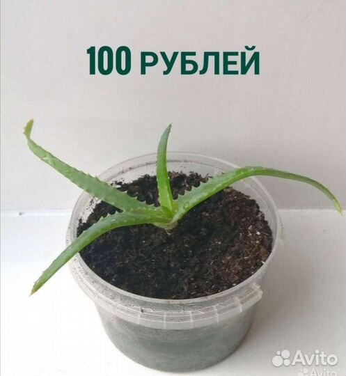 Алоэ древовидный (столетник). Розммарин