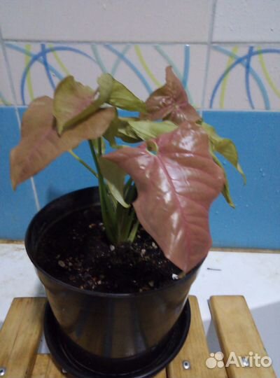 Сингониум Вендланда и другие сортовые