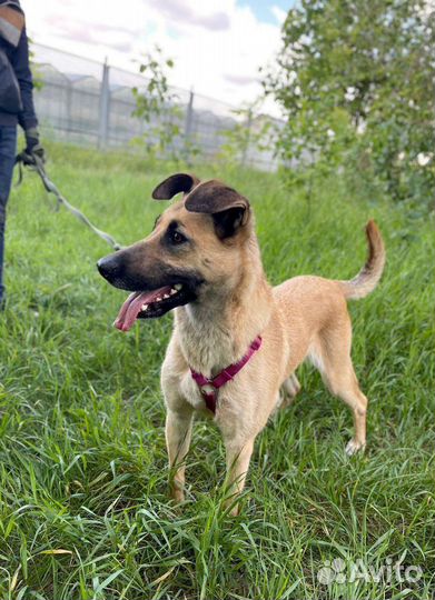 Метис малинуа из приюта в дар