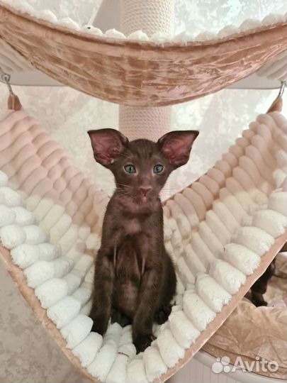 Шикарные ориентальные котята