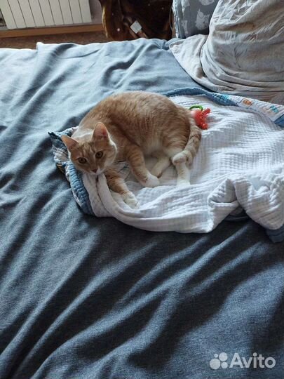 Рыжий кот в добрые руки